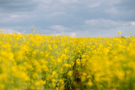 Rape on field in summer. Bright Yellow rapeseed oil. Flowering rapeseed. with blue sky and cloudsの写真素材