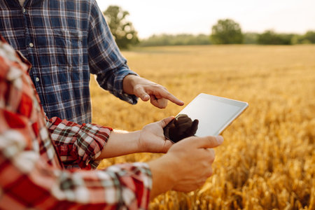 Two farmers standing in golden wheat field using touch pad for check wheat quality. Smart farm.の写真素材