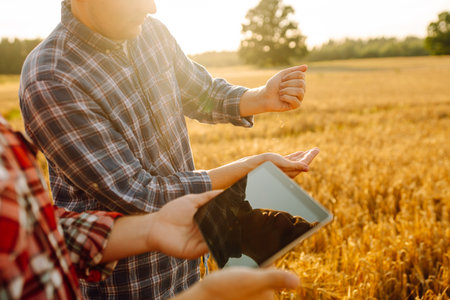 Two farmers check the quality of wheat using a tablet. Smart farm. Agriculture, business concept.の写真素材