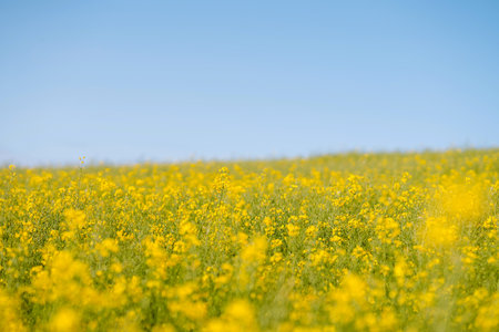 Rape on field in summer. Bright Yellow rapeseed oil. Flowering rapeseed. with blue sky and cloudsの写真素材