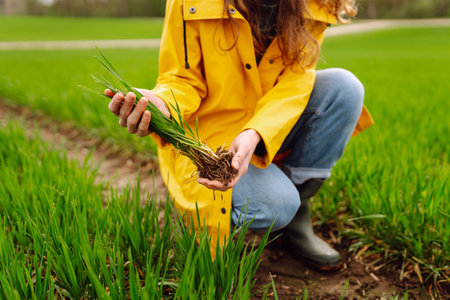 Farmer woman holding green wheat sprouts, checking growth. Scientist is checking the plant.の写真素材