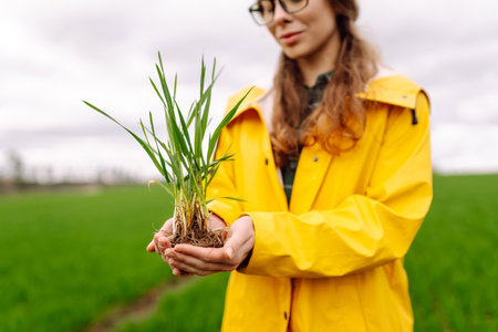 Farmer woman holding green wheat sprouts, checking growth. Scientist is checking the plant.