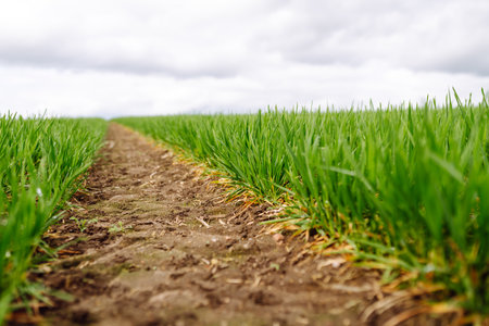 Green wheat growing in the fields. ?concept of agriculture, ecology, gardening. Field of green grass.の写真素材