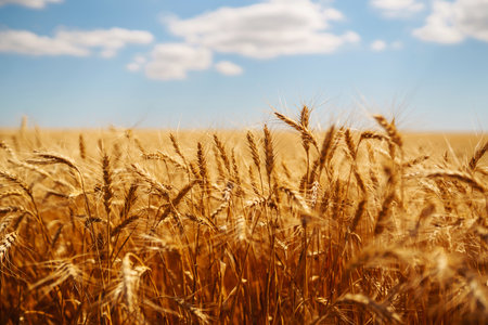 Amazing background of ripening ears of yellow wheat field against blue sky. Harvest nature growth.の写真素材