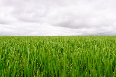 Green wheat growing in the fields. ?concept of agriculture, ecology, gardening. Field of green grass.の写真素材