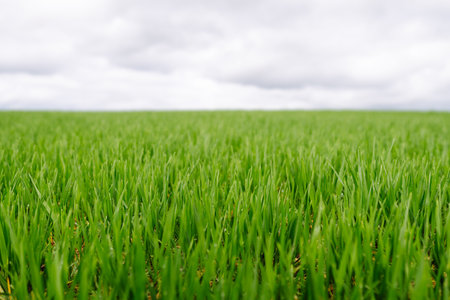 Green wheat growing in the fields. ?concept of agriculture, ecology, gardening. Field of green grass.の写真素材