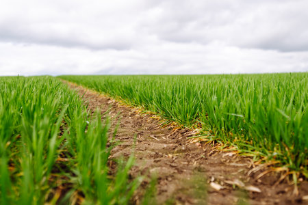 Green wheat growing in the fields. ?concept of agriculture, ecology, gardening. Field of green grass.の写真素材