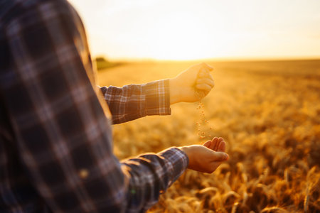 Hands Of Farmer Close-up Holding Handful Of Wheat Grains In Wheat Field. Growth nature harvest.の写真素材