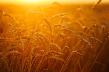 Golden spikelets of wheat in the field at sunset. Agricultural concept. Harvest nature growth.の写真素材