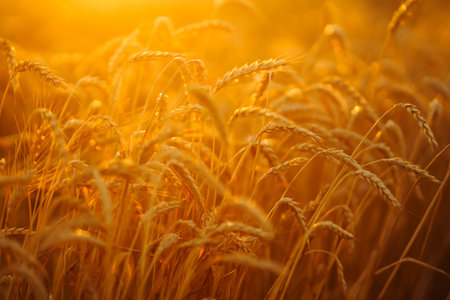 Golden spikelets of wheat in the field at sunset. Agricultural concept. Harvest nature growth.の写真素材