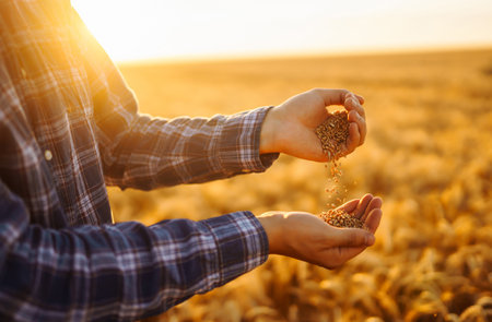 Hands Of Farmer Close-up Holding Handful Of Wheat Grains In Wheat Field. Growth nature harvest.の写真素材