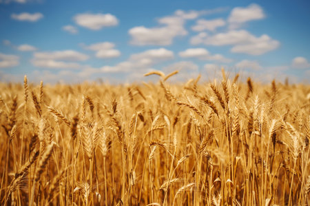Ripening golden wheat in sunlight with blue cloudy sky. Rich harvest. Agricultural farm.の写真素材