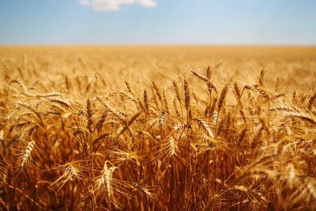 Ripening golden wheat in sunlight with blue cloudy sky. Rich harvest. Agricultural farm.の写真素材
