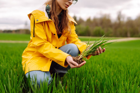 Farmer woman holding green wheat sprouts, checking growth. Scientist is checking the plant.の写真素材