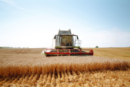 Combine harvester harvests grain in the field. Agriculture, gardening or ecology concept.