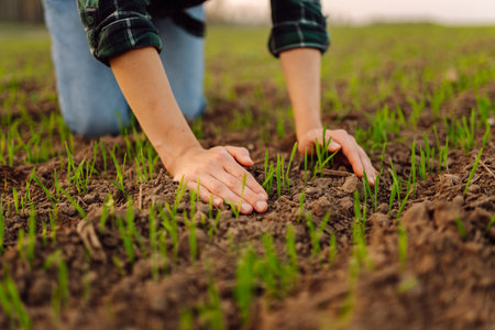 Farmer holds a young green wheat sprouts in hands checking the quality of new crop. Concept of...