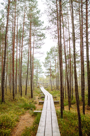 Modern wooden walking path through the thicket of the forest, wetlands, close-up. Concept of nature.