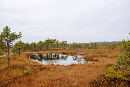Wooden trail for walking routes through the swamp. Tourism concept, hiking trail, nature.の写真素材