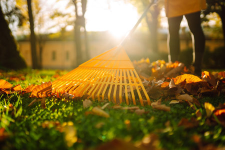 Pile of fallen leaves is collected with a rake on the lawn in the park. Seasonal gardening.の写真素材