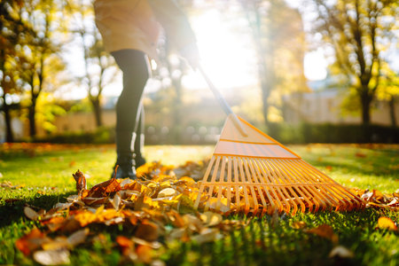 Pile of fallen leaves is collected with a rake on the lawn in the park. Seasonal gardening.の写真素材