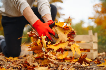 Male hand in gloves collects, piles of fallen autumn leaves at sunset. Volunteering, cleaning concept.の写真素材