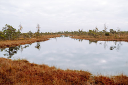 Wooden trail for walking routes through the swamp. Tourism concept, hiking trail, nature.