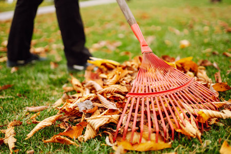 Rake with fallen leaves in autumn. Man cleans the autumn park from yellow leaves. Volunteering.