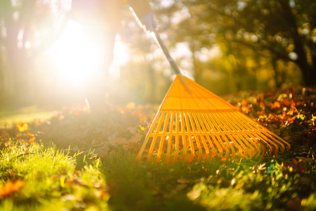 Pile of fall leaves with fan rake on lawn