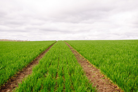 Field of green grass. Young plants growing in a farmer's field. Agriculture concept.