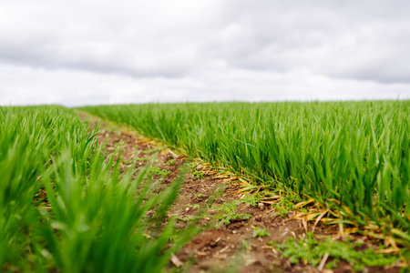 Landscape, field with green unripe wheal. The concept of agricultural, ecology, gardening.の写真素材