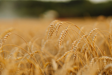 Ripe wheat field at sunset. Nature's harvest growth. Beautiful summer nature background.