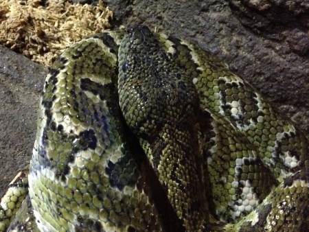 Python