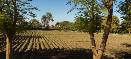 Small farm of some vegetables in Egypt near the seaの写真素材