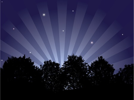 Beautiful night background. High-detailed forest.のイラスト素材