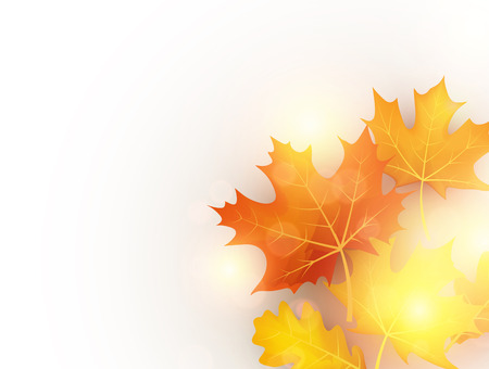 White shining autumn background with golden maple and oak leaves.のイラスト素材