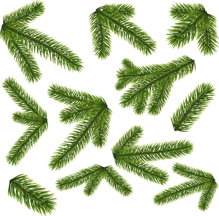 Green lush spruce branches. Fir branches illustration isolated on white background.のイラスト素材