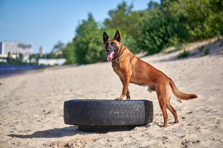 Portrait of a malinois belgian shepherd dog standing on a beachの写真素材