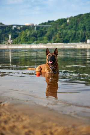 Portrait of Belgian Malinois Shepherd dog lying in the river