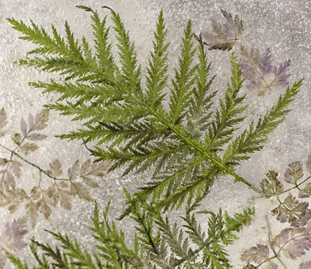 Water frozen ice macro background of solid crystals.の写真素材