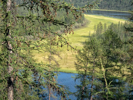 beautiful summer forest landscape, field and sky.