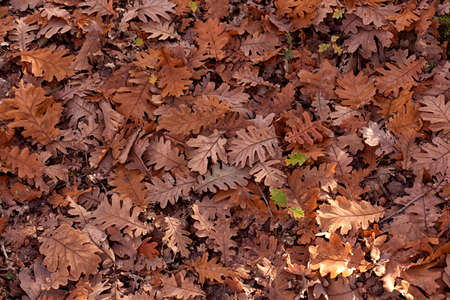 autumn leaves background. Fallen leaves in autumn on the ground and water. Texture. Background of...