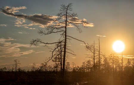 Landscape with sunset on the lake. Matutinal picturesque morning sky clouds in water sunbeam forest.の写真素材