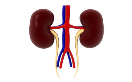 kidney human organ isolated on white background, 3D renderingの写真素材