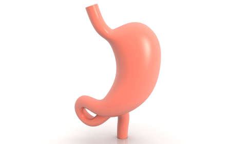 3D illustration of stomach in white backgroundの写真素材