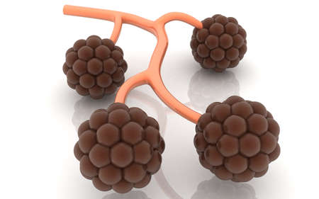 3D illustration of alveoli in lungs on white backgroundの写真素材