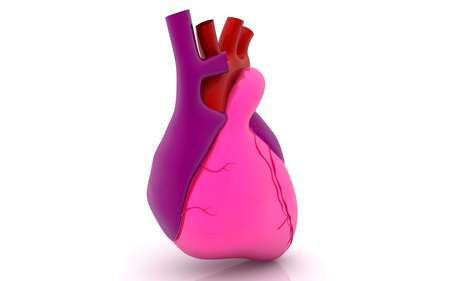 3D illustration of human heart on white backgroundの写真素材