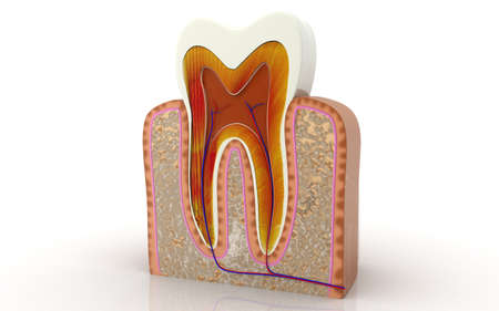 Cross section of teeth. 3D illustrationの写真素材