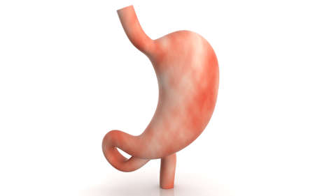 3D illustration of stomach in white backgroundの写真素材