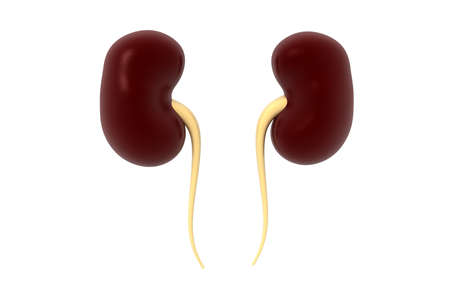 kidney human organ isolated on white background, 3D renderingの写真素材