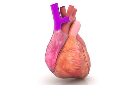 3D illustration of human heart on white backgroundの写真素材